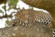 Serene leopard resting on a tree branch in Masai Mara, showcasing the beauty of Kenya's wildlife.
