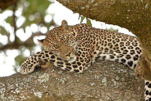 Free Serene leopard resting on a tree branch in Masai Mara, showcasing the beauty of Kenya's wildlife. Stock Photo