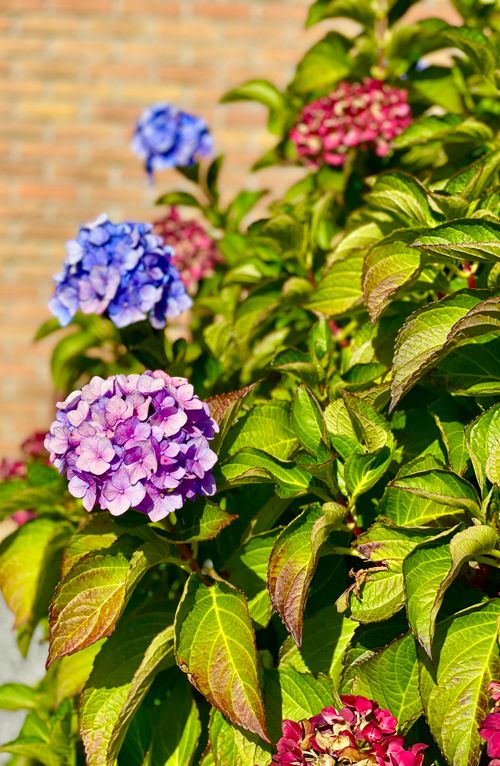 Free Colorful hydrangea flowers in a garden setting against a brick wall. Stock Photo