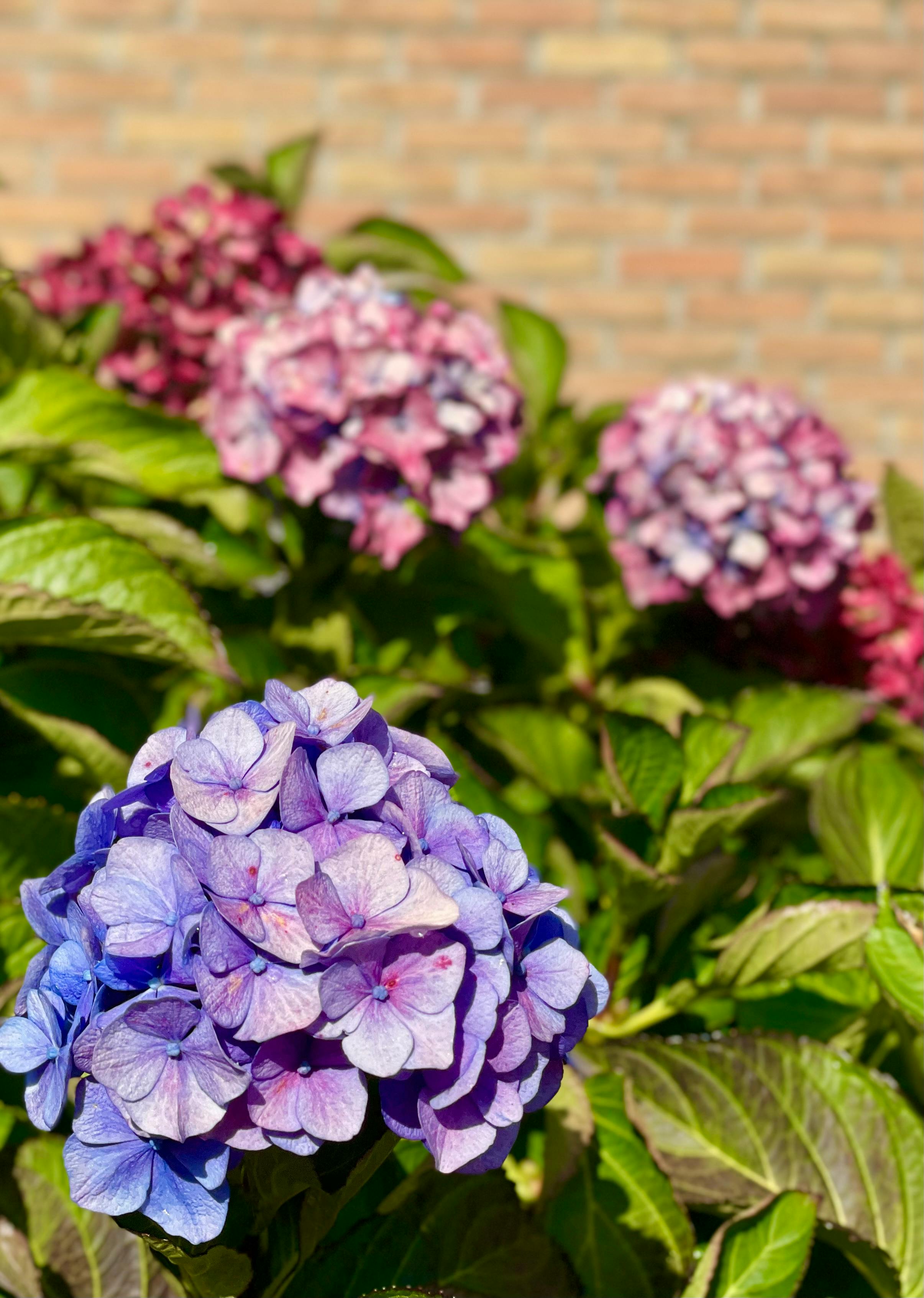 [ColoSach]-close-up-of-vibrant-purple-and-pink-hydrangeas-in-a-garden-setting-with-soft-natural-light.