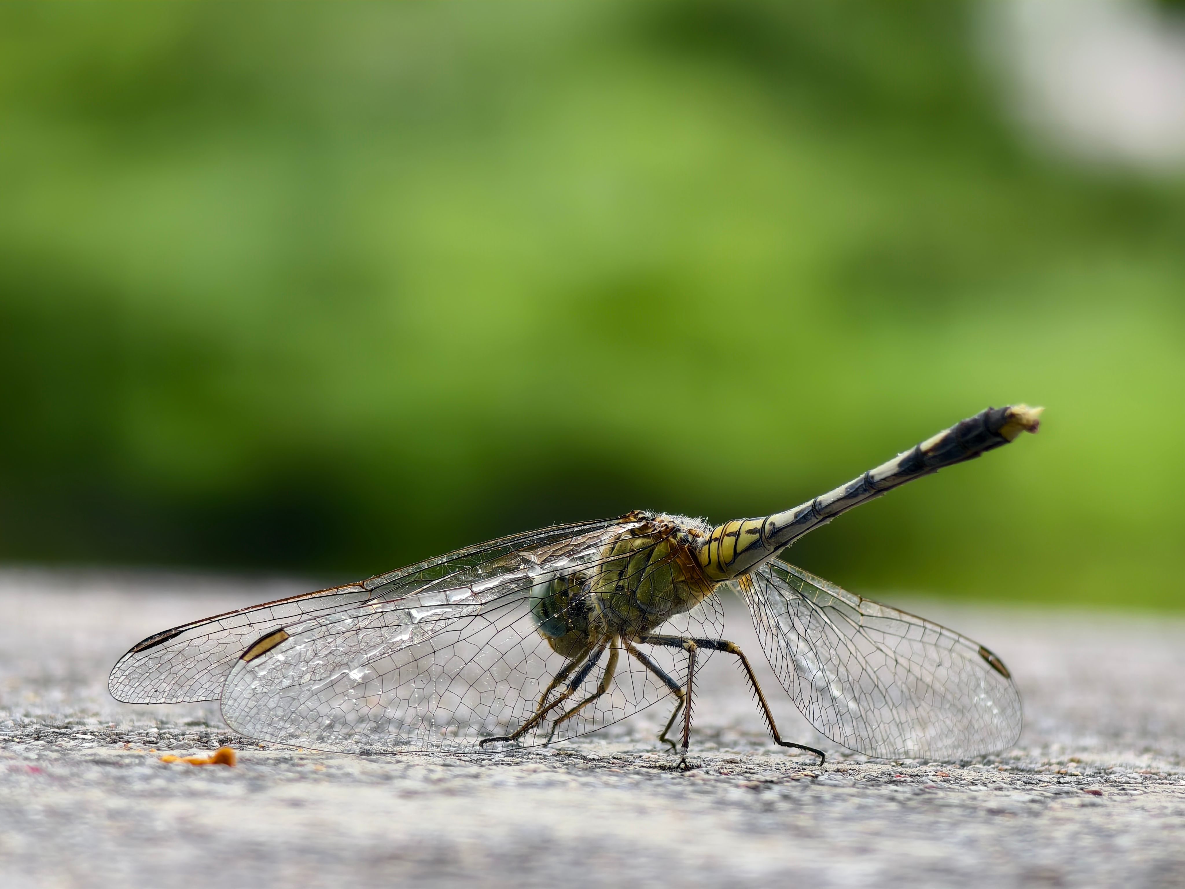 Close-up of Dragonfly on a Leaf · Free Stock Photo