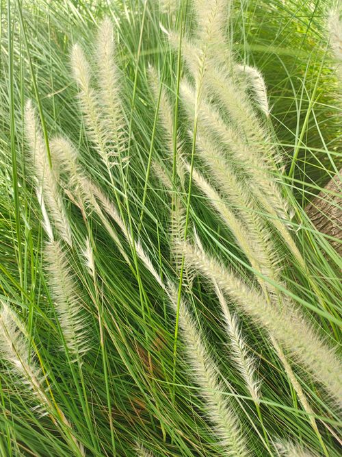 Free Ornamental Grass,  Stock Photo
