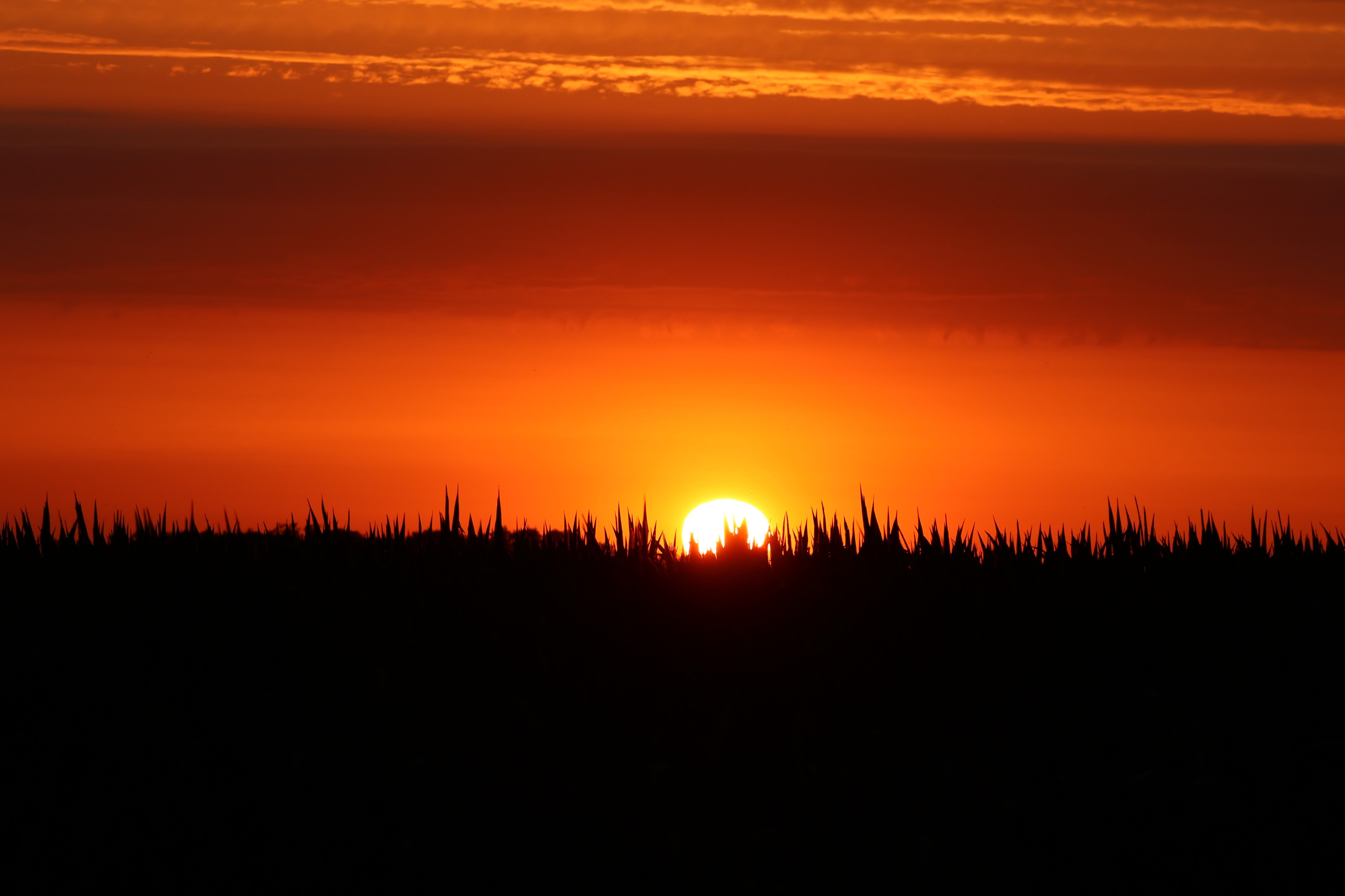 A stunning silhouette of trees against a vivid orange sunset, capturing the beauty of nature.