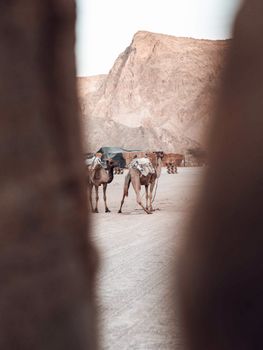在崎岖山脉环绕的广阔沙漠景观中，矗立着一匹骆驼，非常适合旅行主题