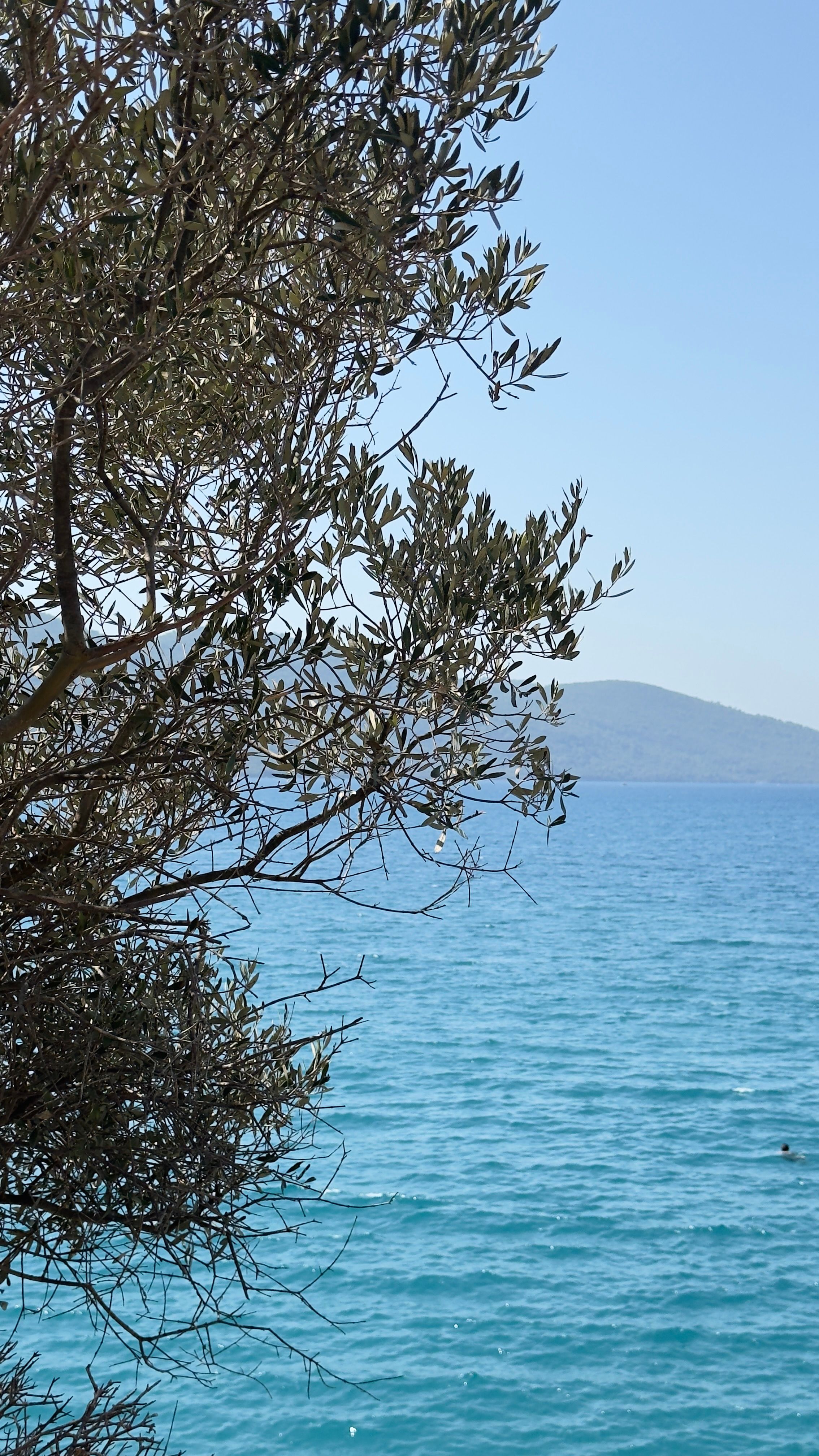 Peaceful coastal scene with an olive tree by clear blue waters under a clear sky.