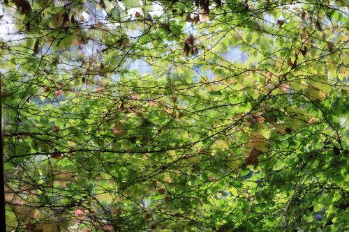Free A captivating view of sunlit green leaves and intricate branch patterns, creating a lively natural canopy. Stock Photo