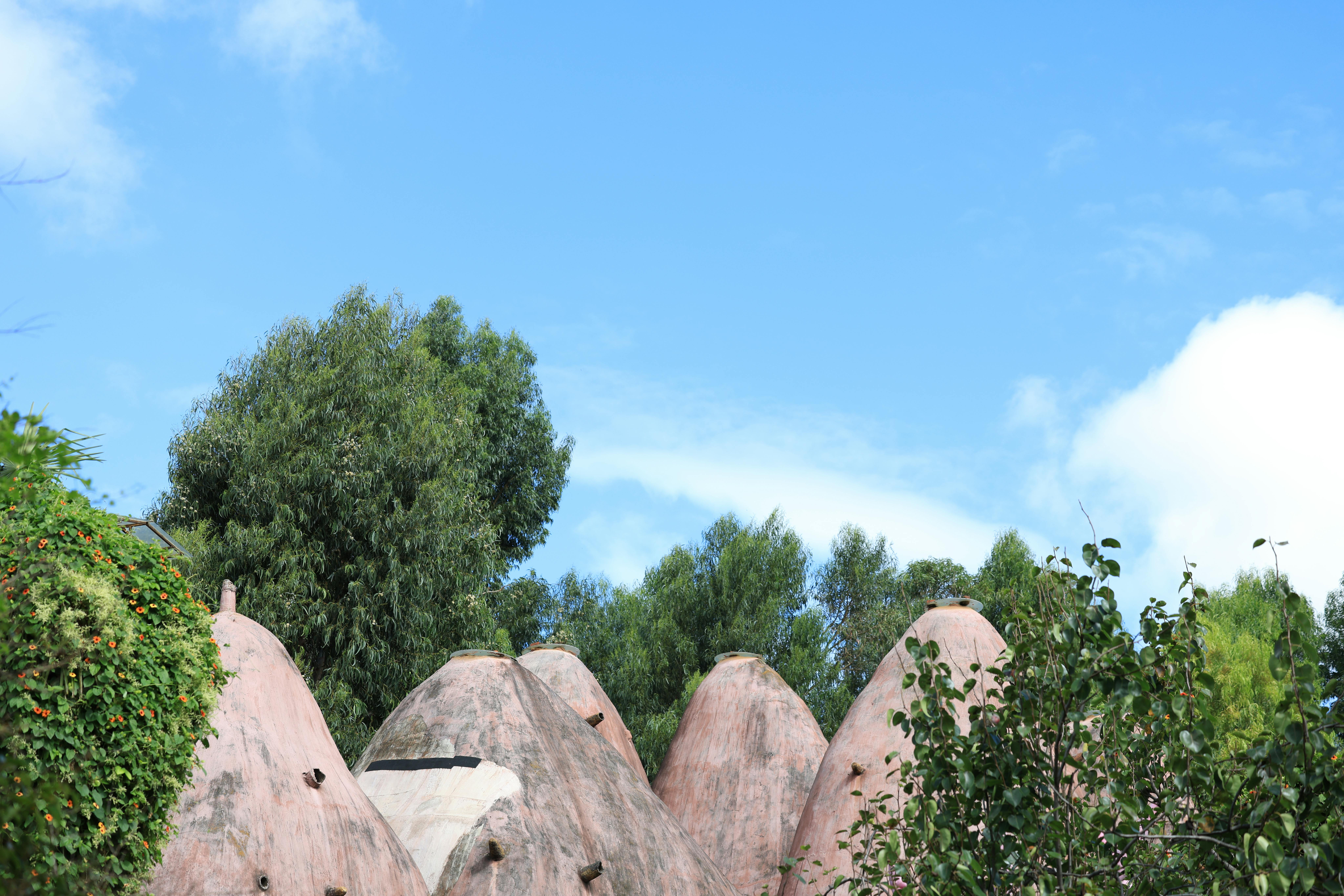 Surprising Ways Nature-Inspired Algorithms Enhance Decision Making