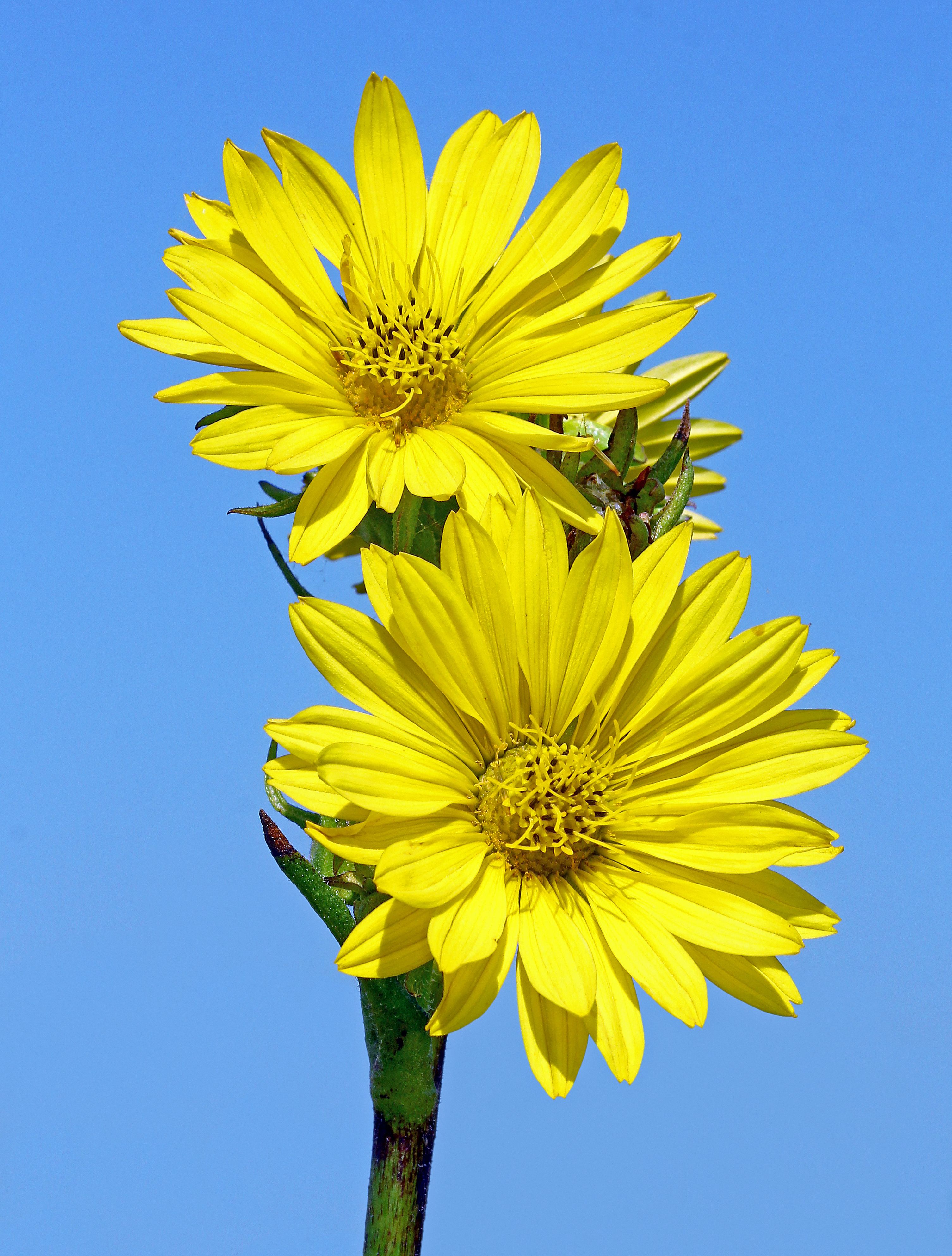Vibrant yellow wildflowers in full bloom against a clear blue sky, capturing the essence of nature.