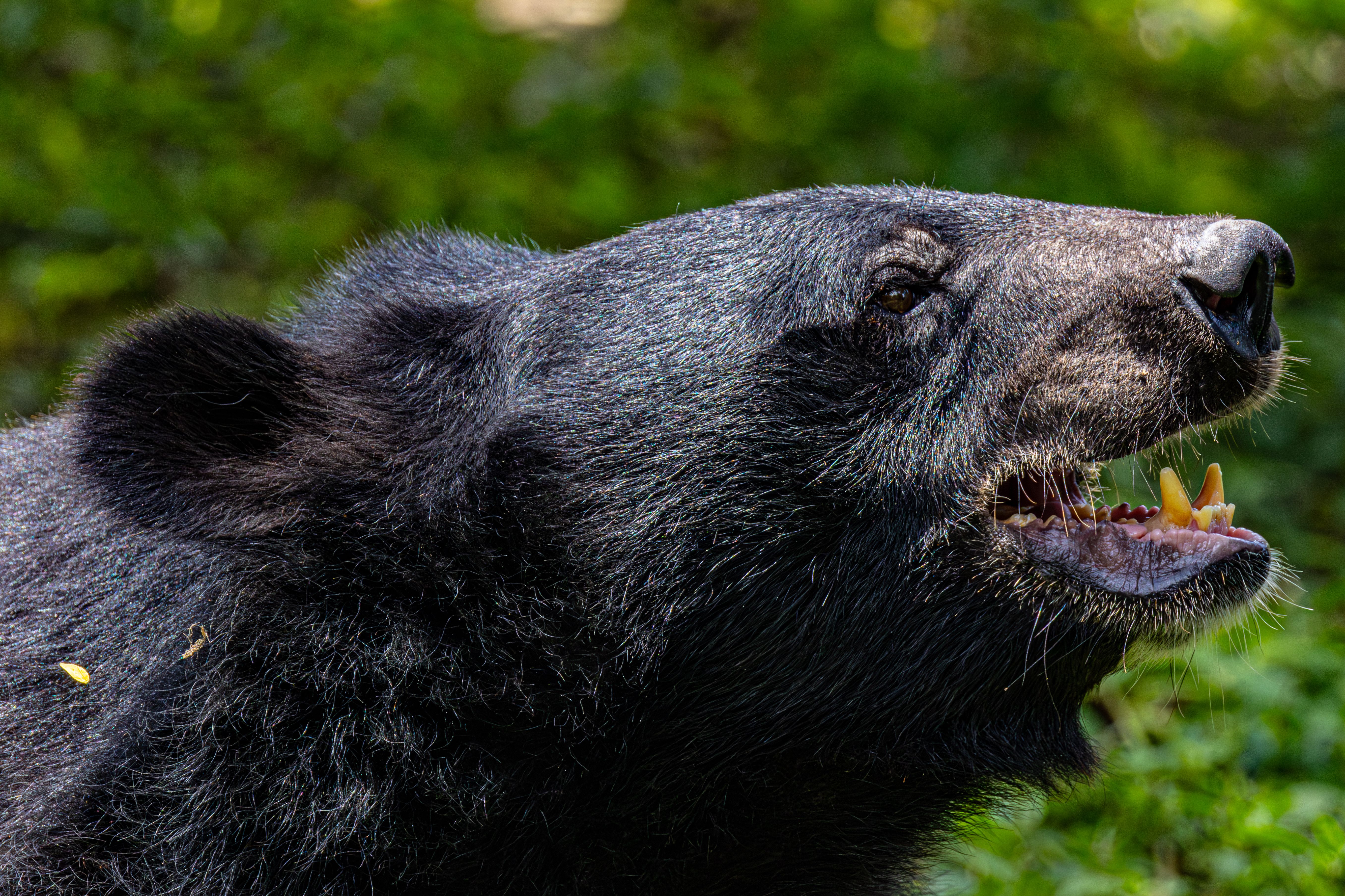 Close-up of a Black Bear in Forest Habitat · Free Stock Photo