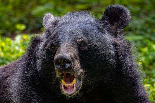 Grizzlies trade Ja Morant to Trail Blazers for Jerami Grant, Kris Murray - Yahoo Sports
