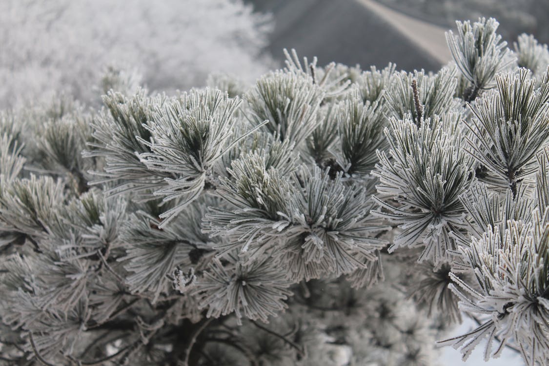 Free คลังภาพถ่ายฟรี ของ ขาว, ธรรมชาติ, หิมะ Stock Photo