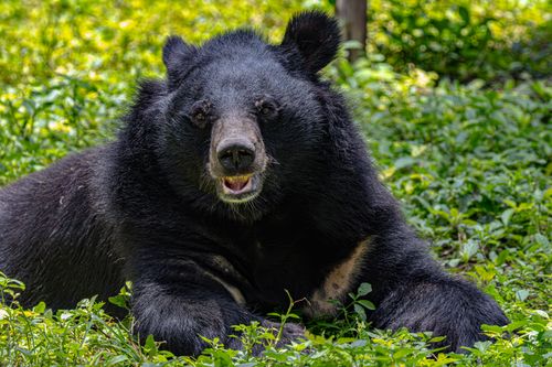 Free Asian black bear resting in lush greenery, captured in natural habitat. Stock Photo