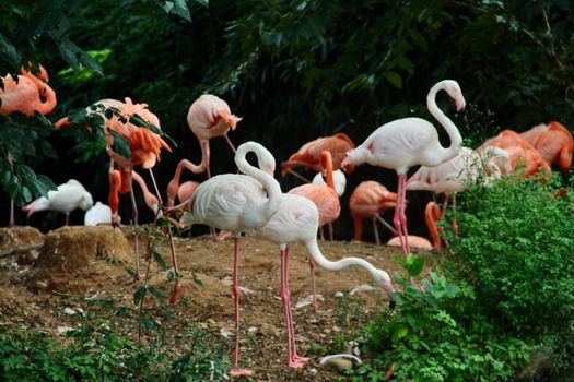 flamingo photo
