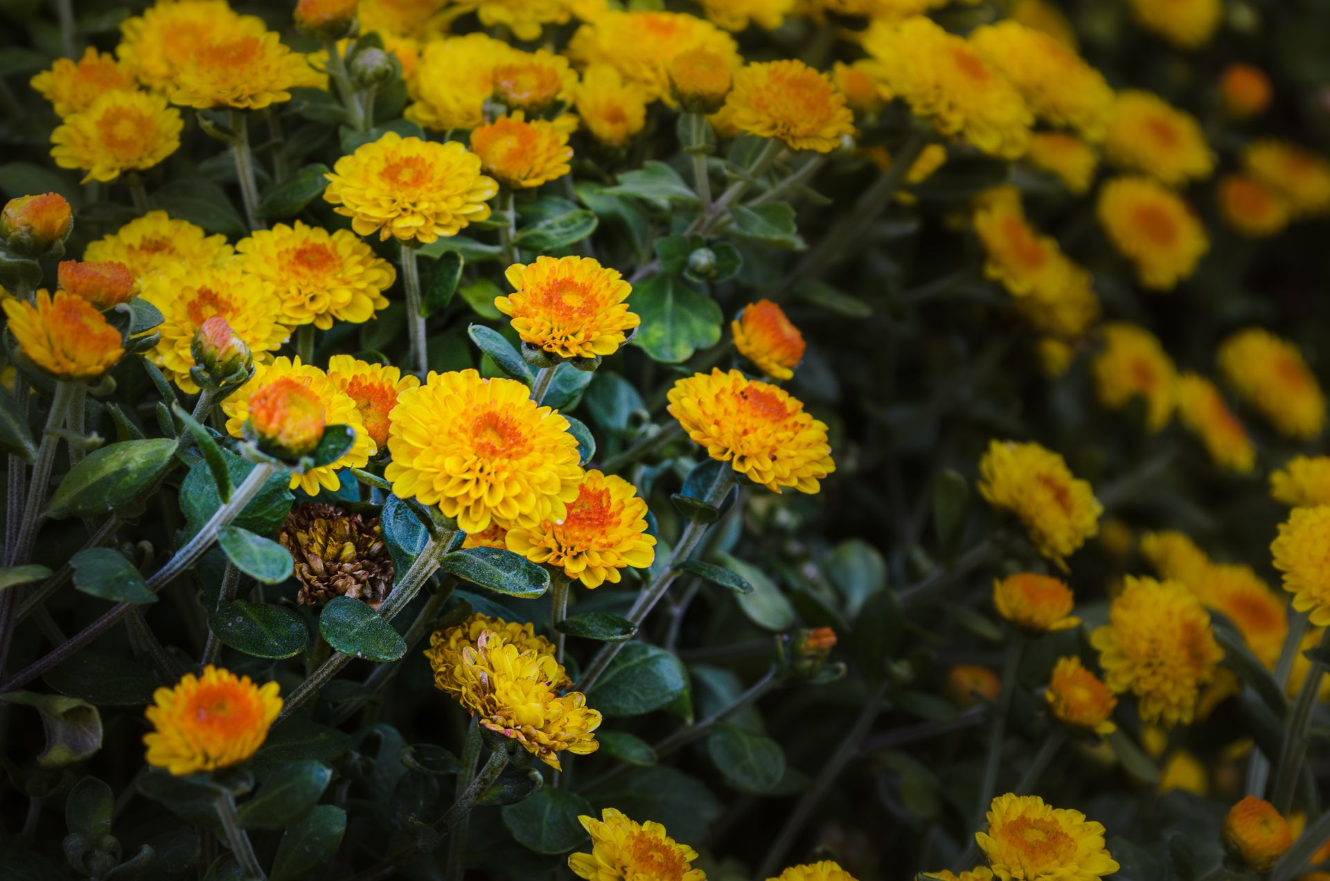 Close-up of vibrant yellow chrysanthemums in full bloom outdoors, showcasing natural beauty.