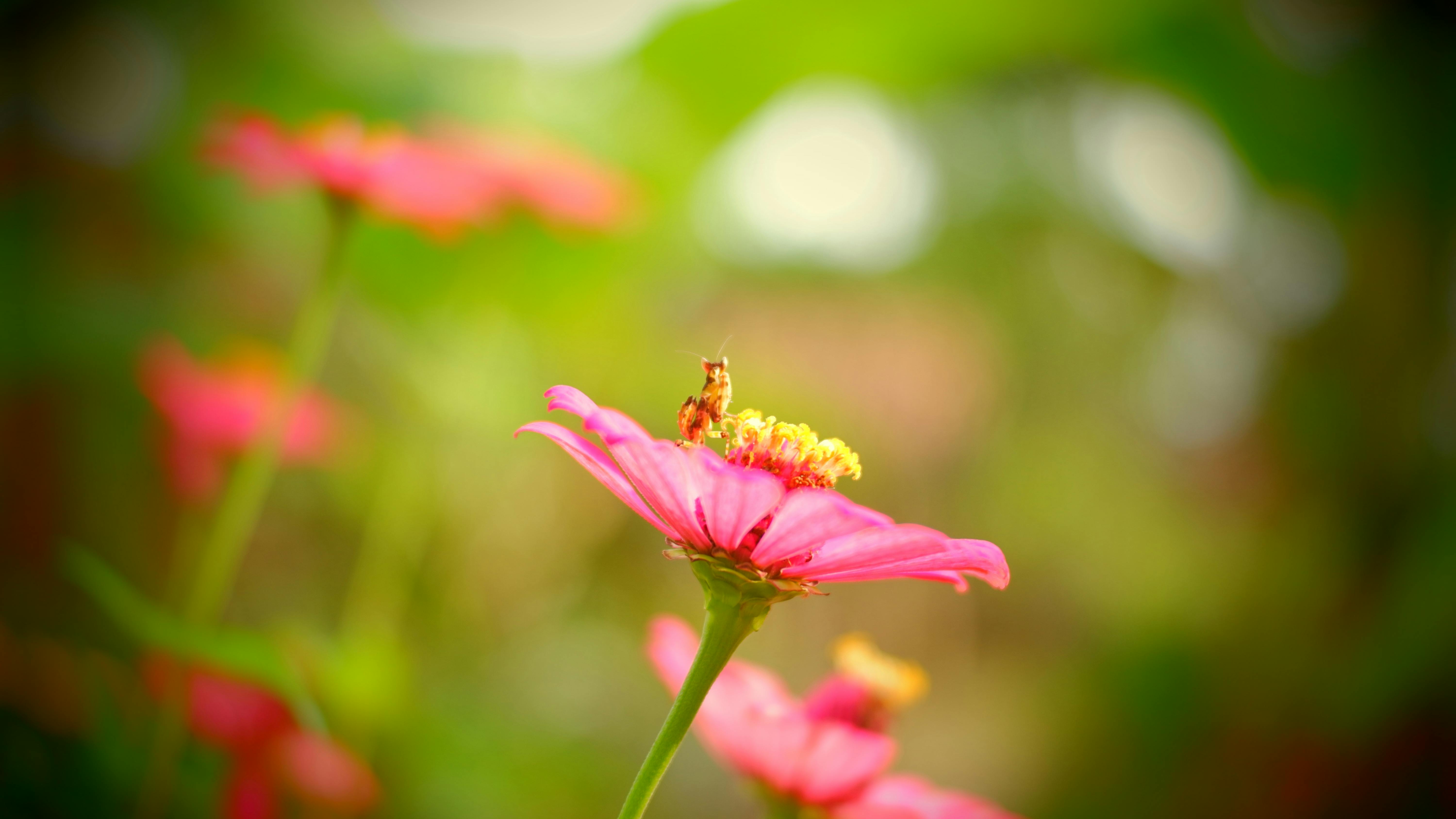 花之物語｜江曼郁揭露花店生活的溫暖與故事