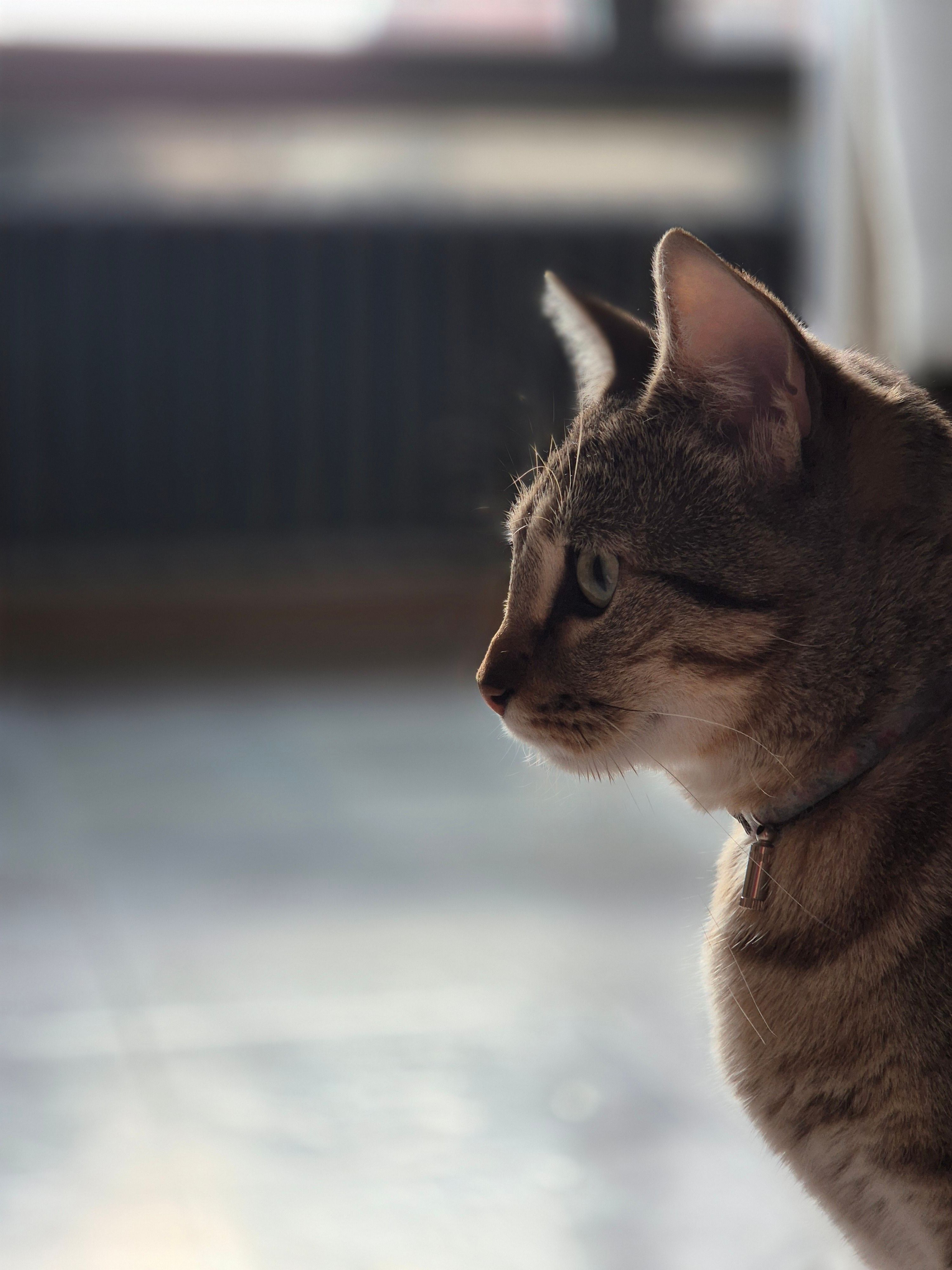Cat Side Profile Photos, Download The BEST Free Cat Side Profile Stock ...