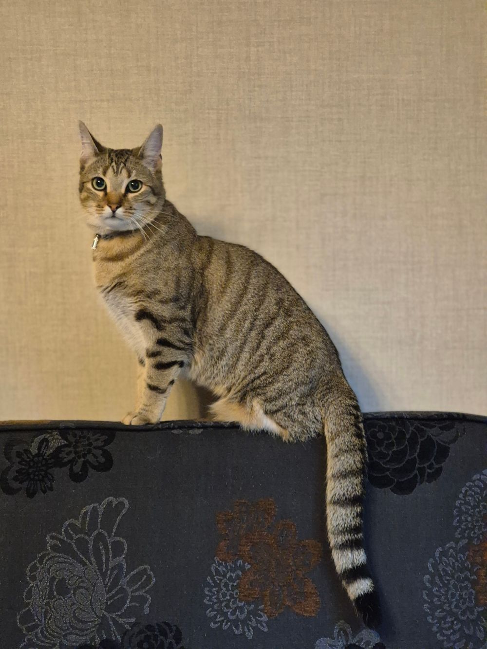 A cat settled on the sofa waiting for its sitter