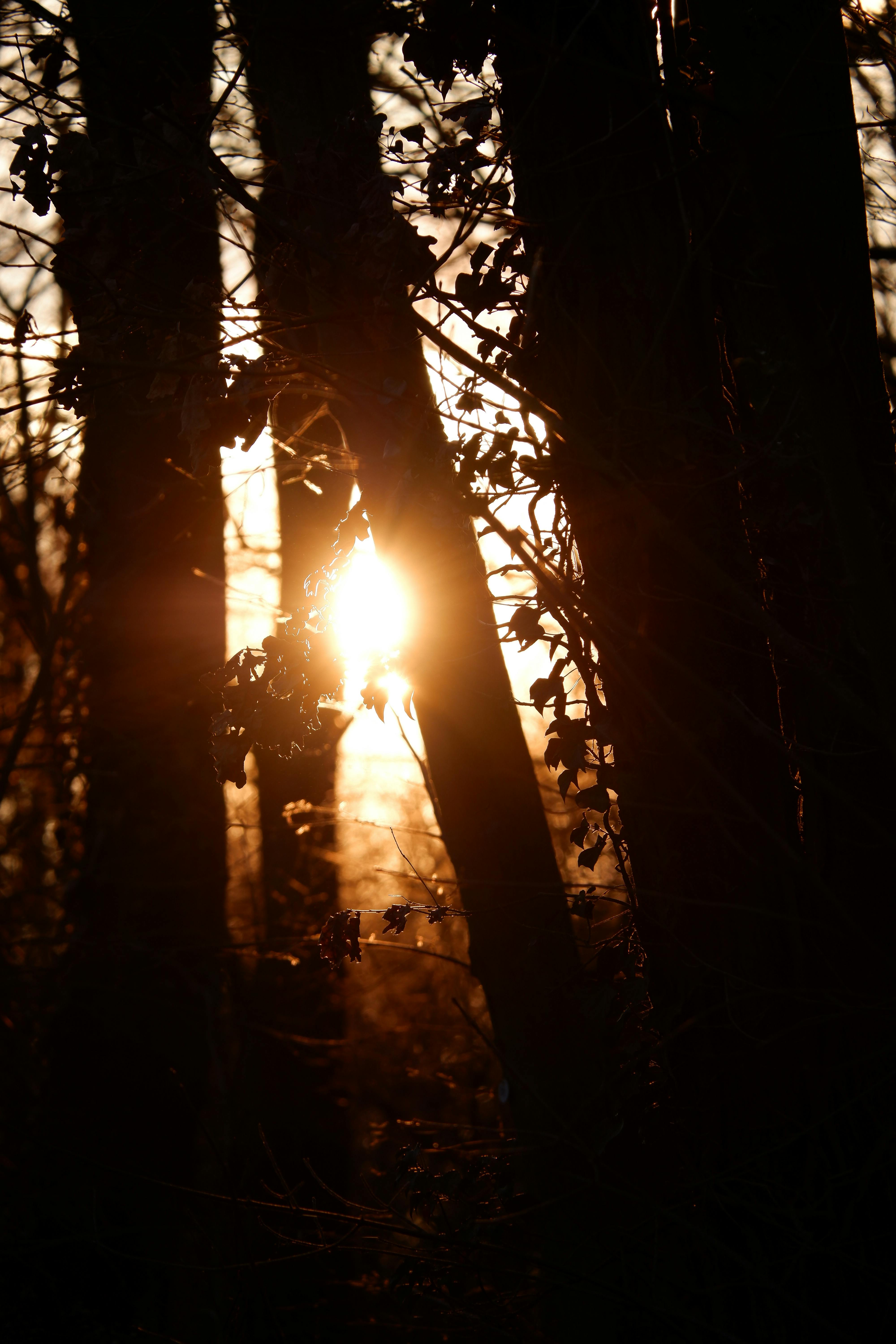 Golden sun setting through forest trees creating a warm glow.