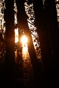 Golden sun setting through forest trees creating a warm glow.