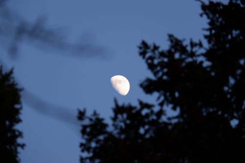 Free A serene moon peeking through silhouetted foliage on a tranquil night. Stock Photo