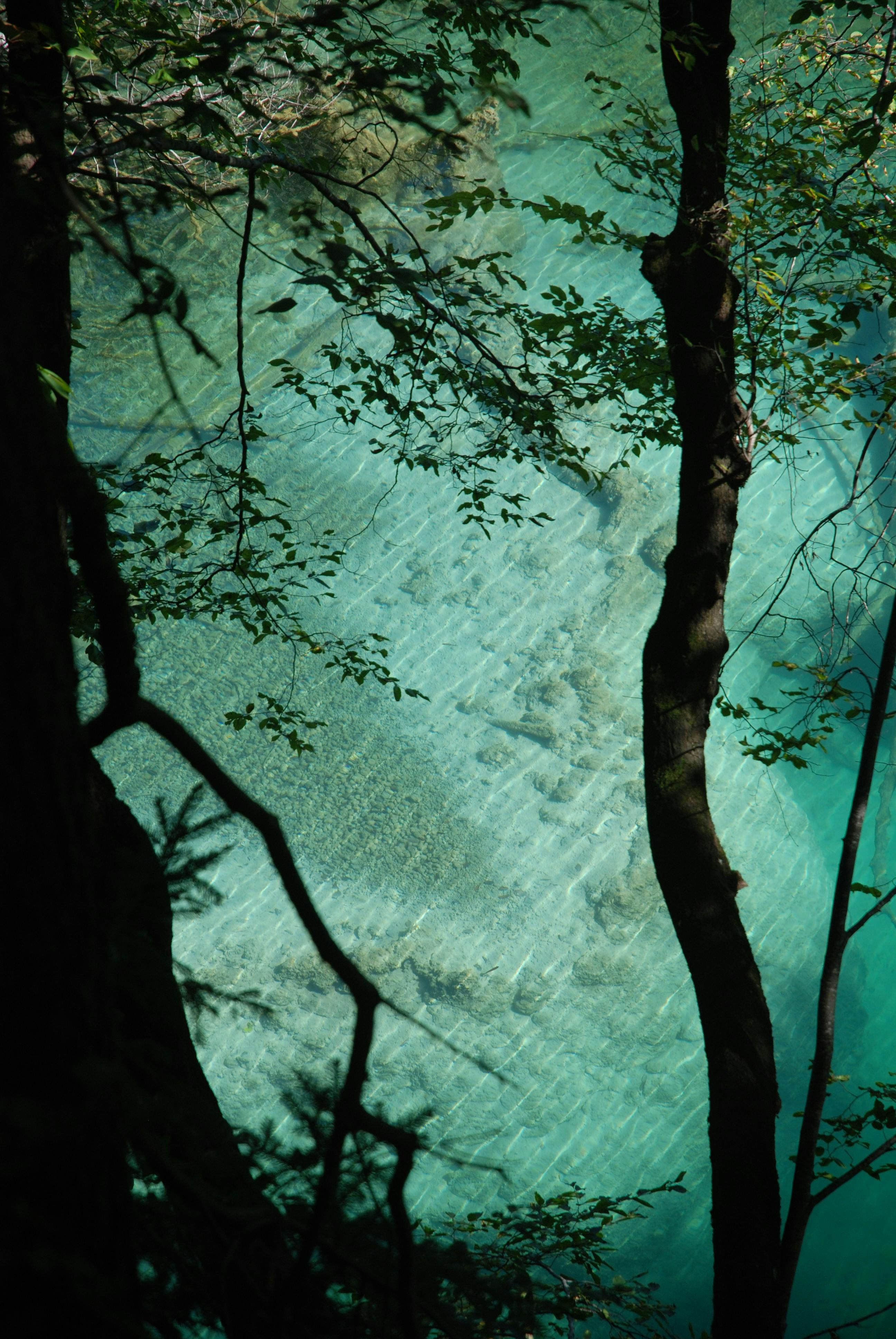Calm turquoise lake viewed through dense branches in Croatia, capturing nature's tranquility.