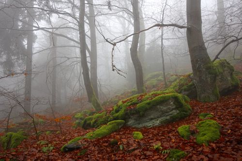 Free Serene misty forest landscape showcasing mossy rocks and autumn foliage. Stock Photo