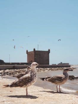 Seagulls rest by an ancient citadel with ocean views under a clear blue sky.