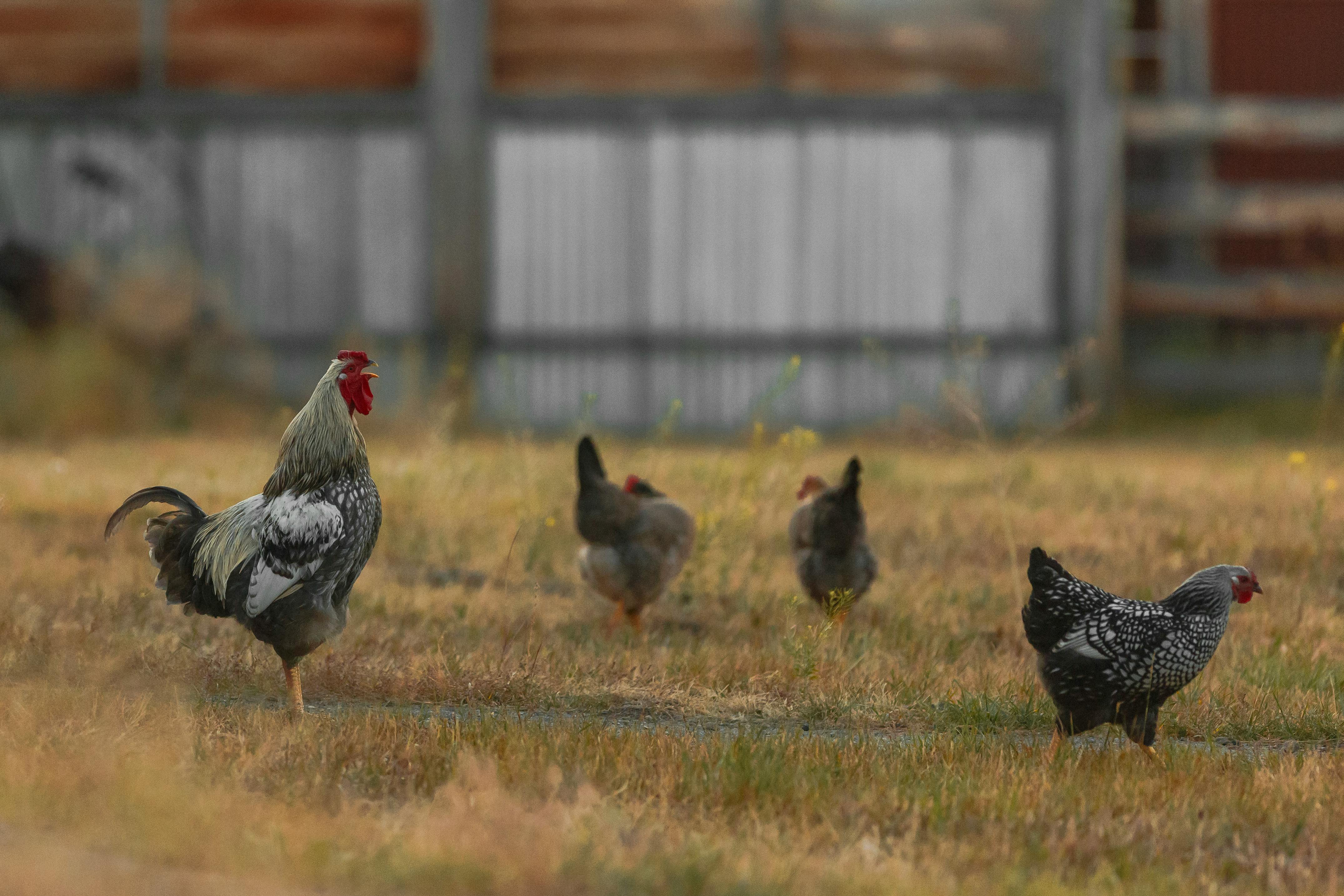 Chickens in farm coop