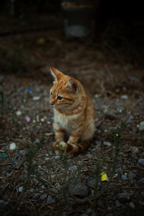 Free A ginger cat with attentive gaze in a rustic, outdoor environment. Perfect for pet or nature themes. Stock Photo