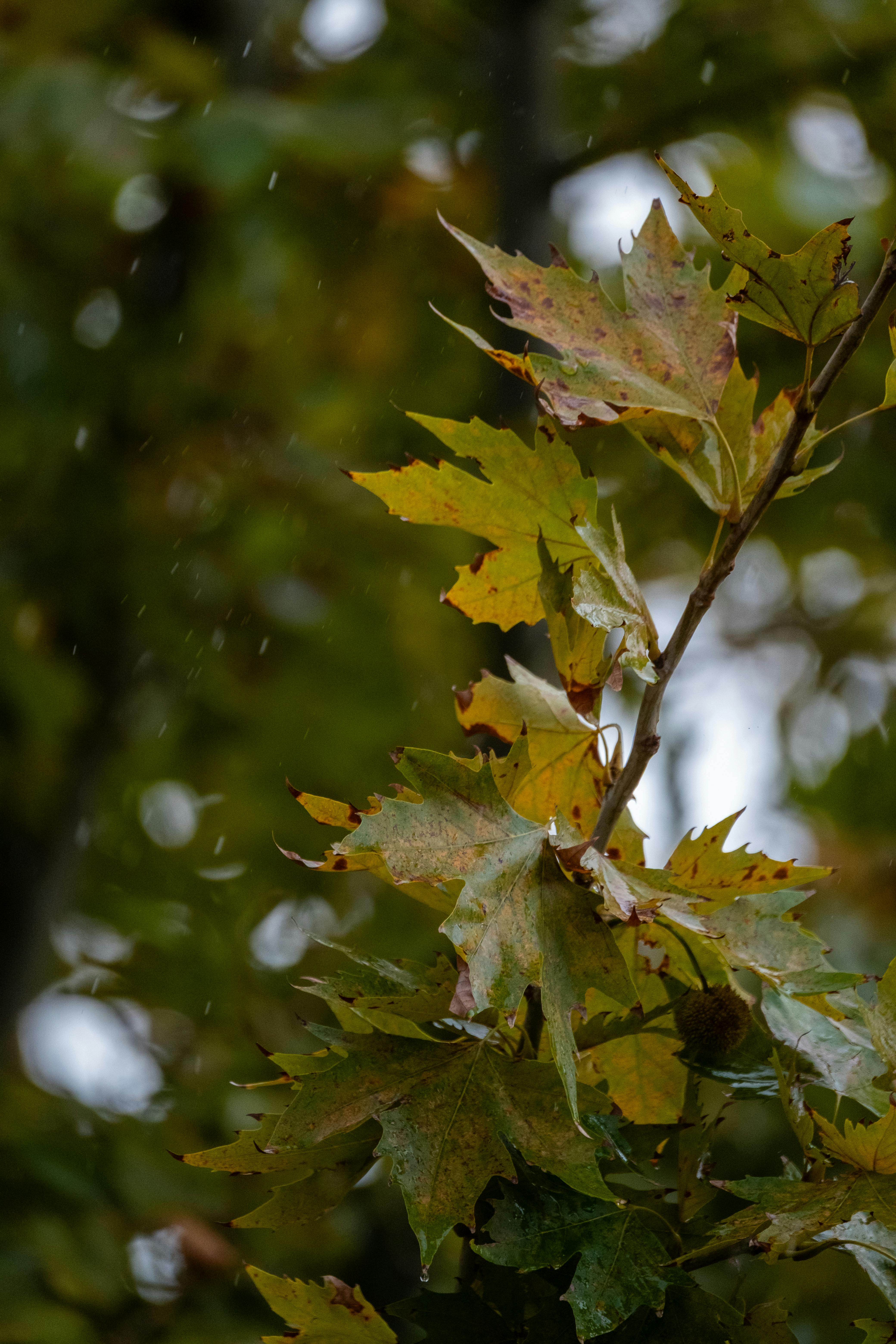 Why Do Dogs Have Wet Noses? Uncover The Fascinating Truth! 6 How Weather Affects Your Dog’s Nose: Why It’s Drier in Winter and Wet in Summer