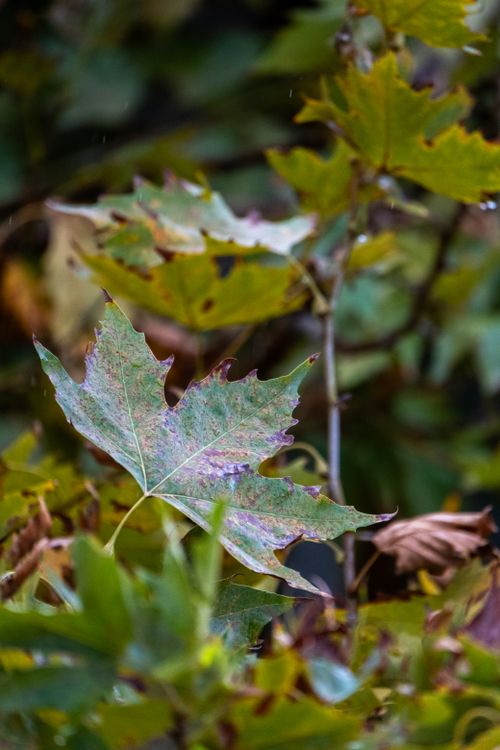 Free Detailed close-up of a colorful autumn maple leaf surrounded by vivid fall foliage. Stock Photo