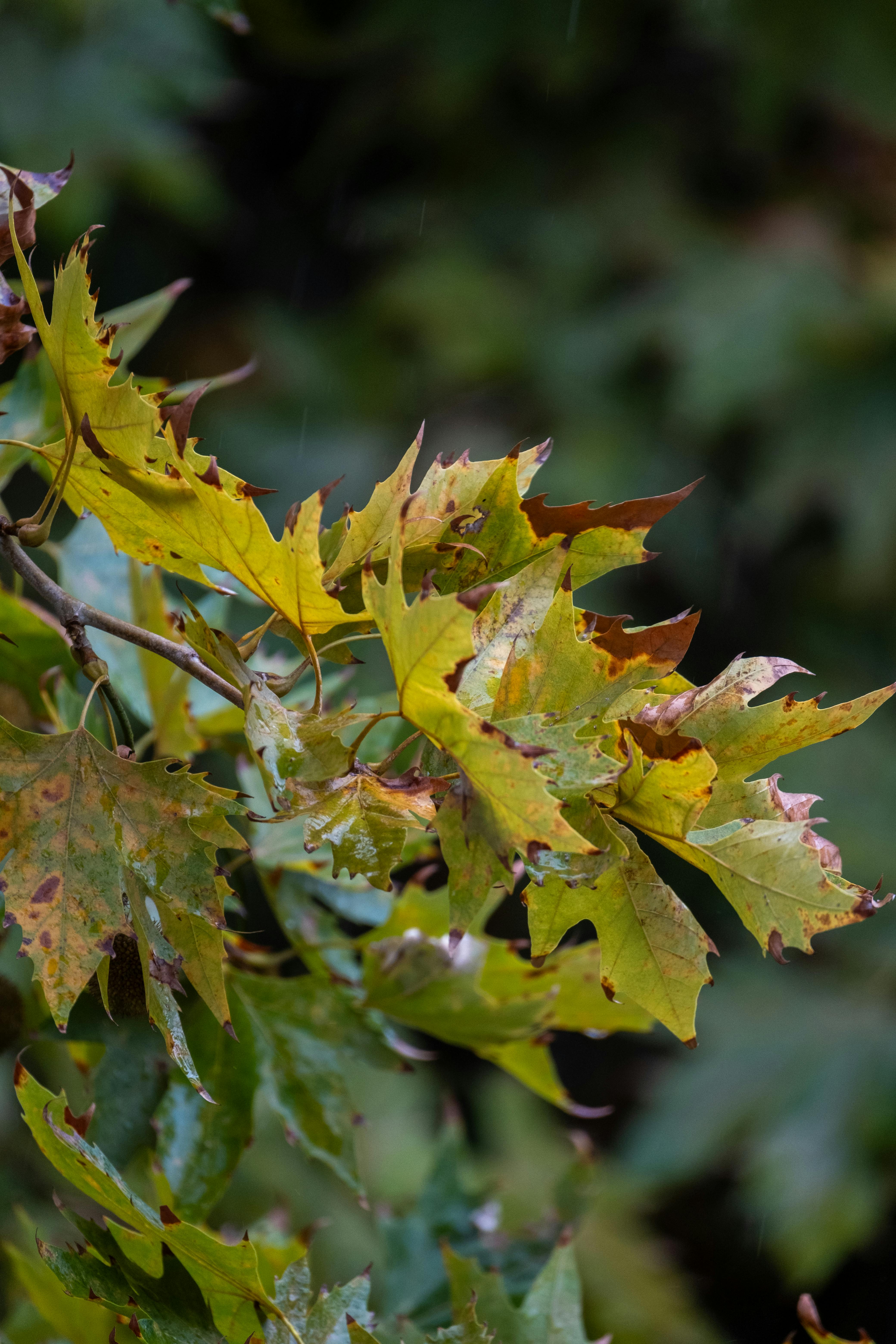 Seasonal Changes: Why Do Dogs Have Wet Noses in Summer vs. Winter?