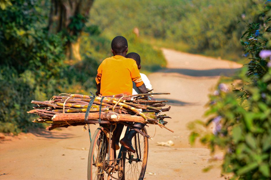Two children ride a bicycle carrying firewood on a rural road in Bunjako, Uganda.