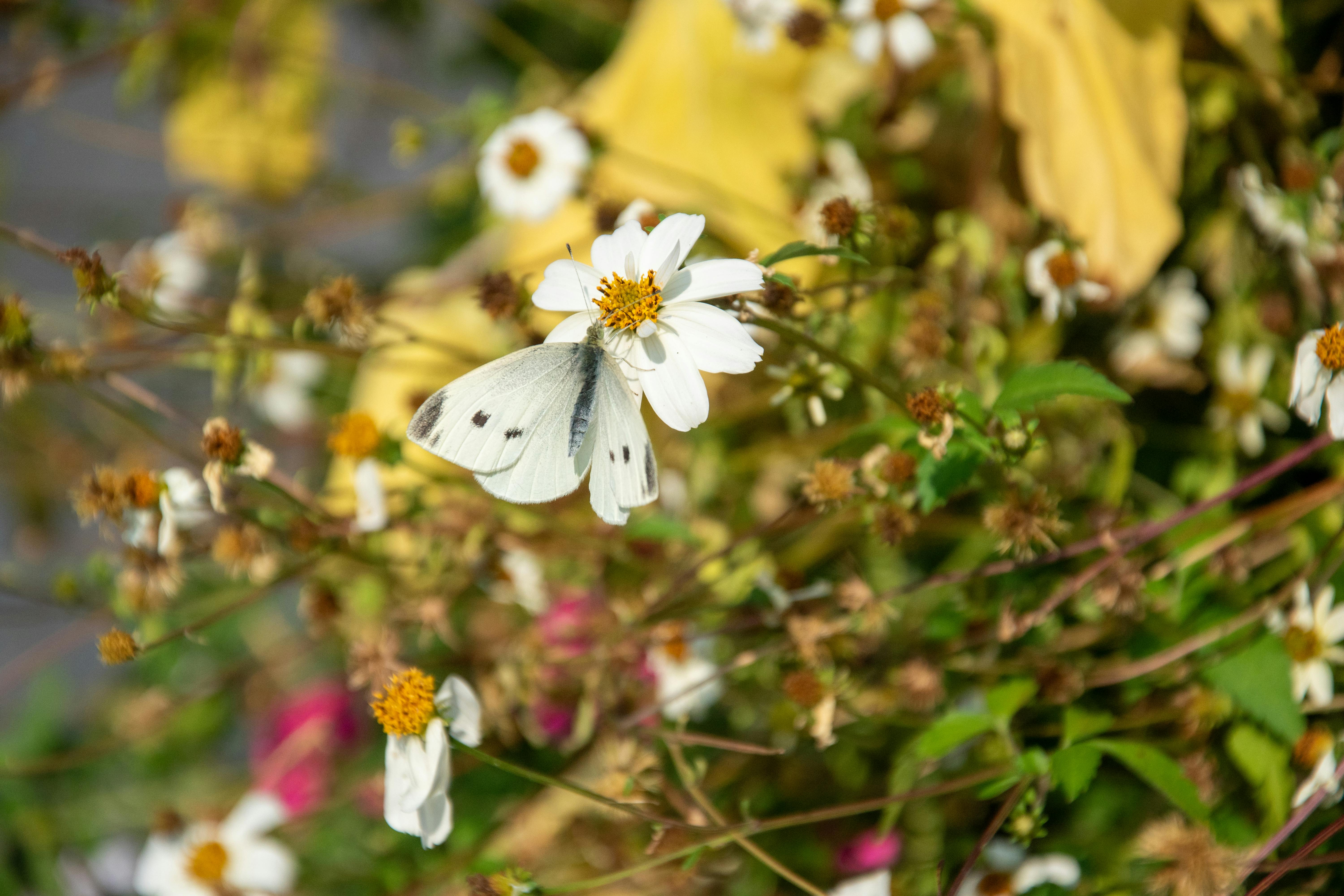 grátis Uma linda borboleta branca repousa sobre uma margarida em um vibrante jardim de Anderlecht. Foto profissional