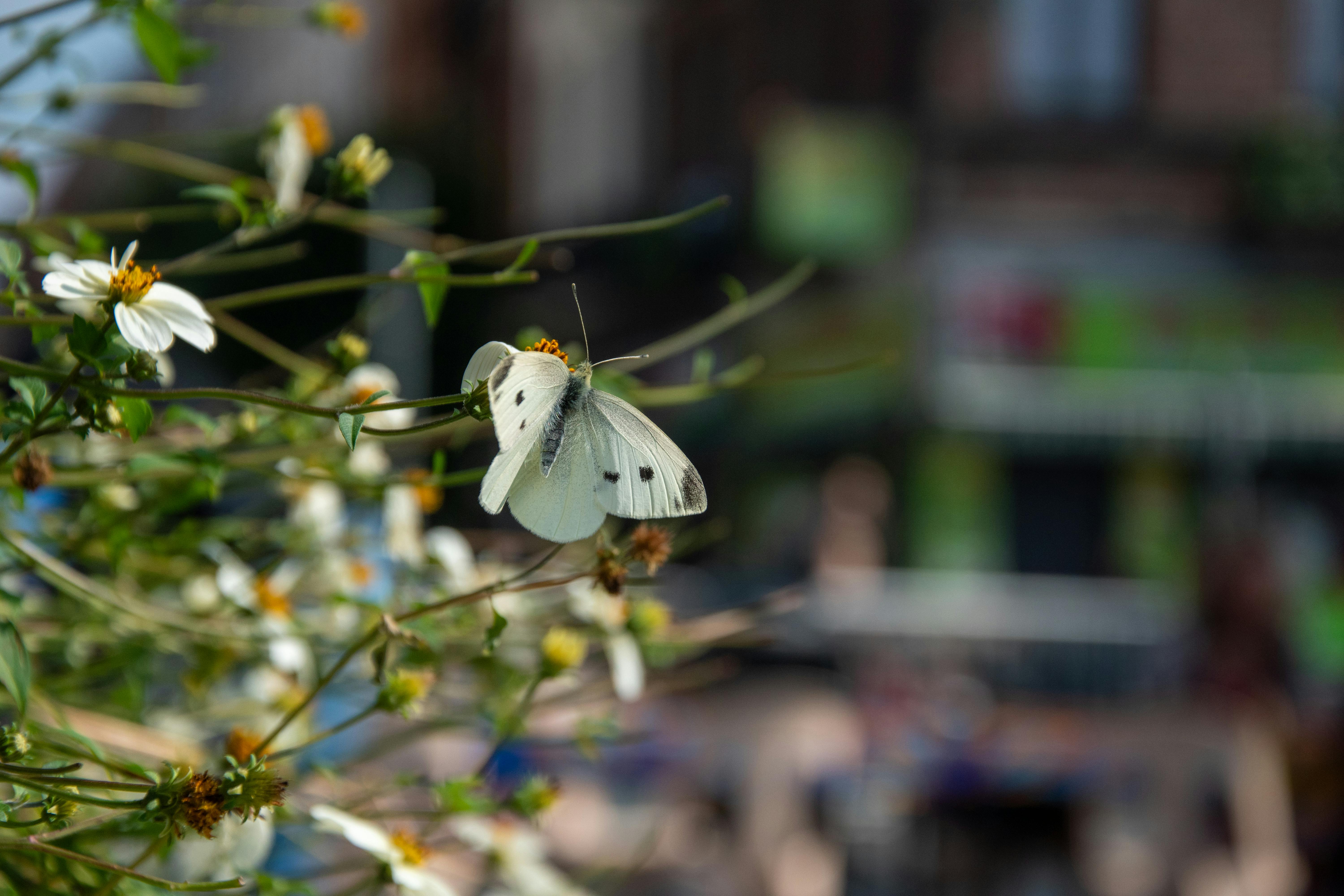 黃國昌帶出國防機密被抓包，卻自稱「日行一善」