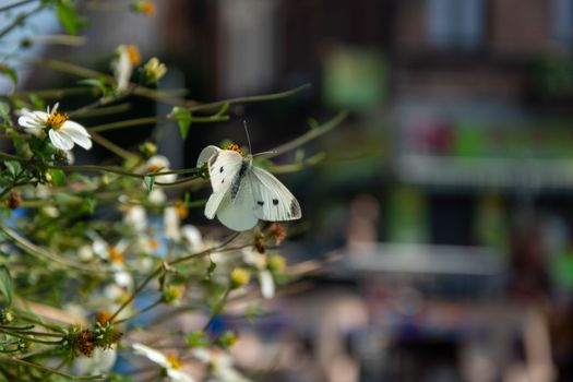 A Cabbage White butterfly perched on a flower in a sunlight garden in Anderlecht, Belgium.