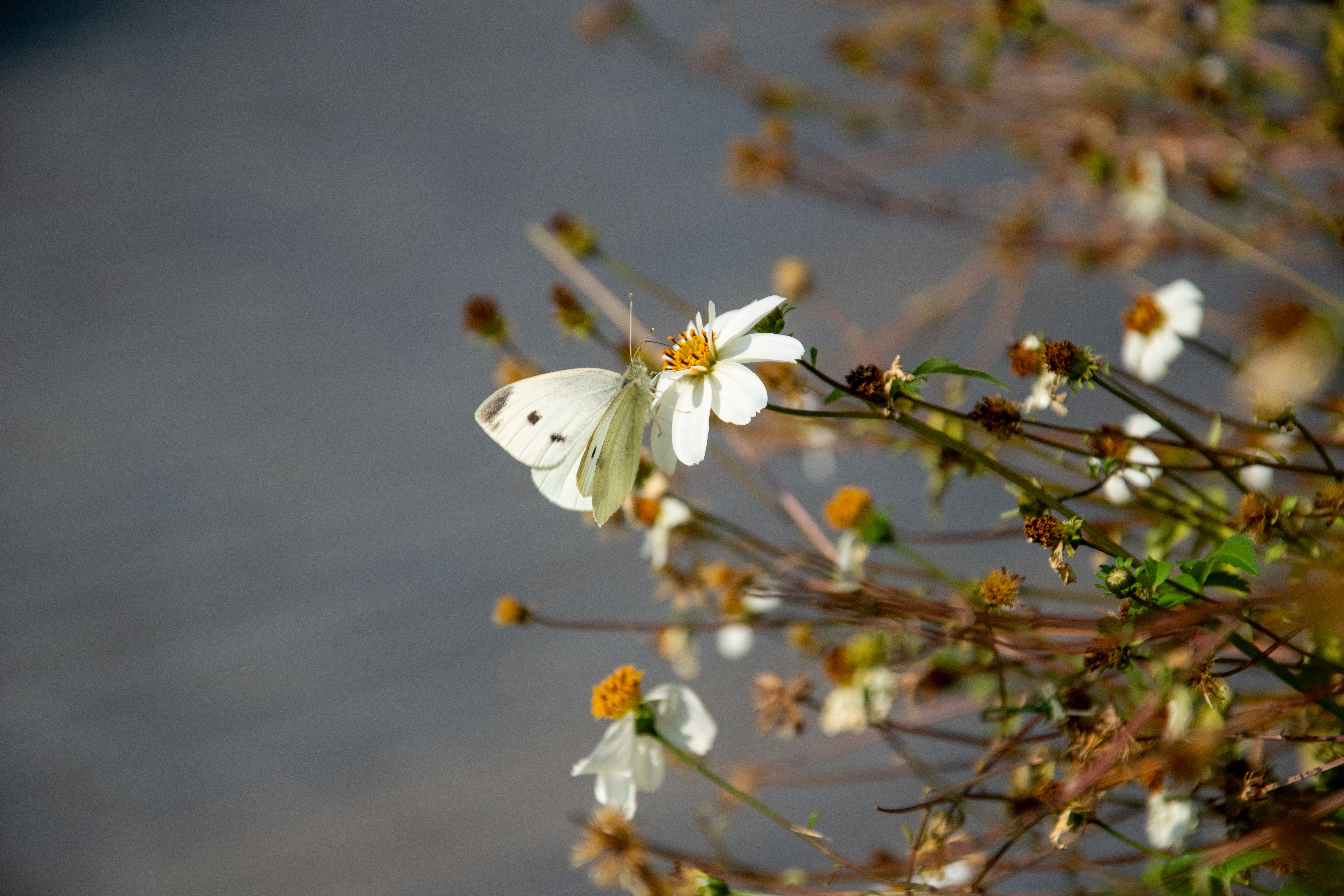 Foto: Jean-Paul Colemonts / Pexels