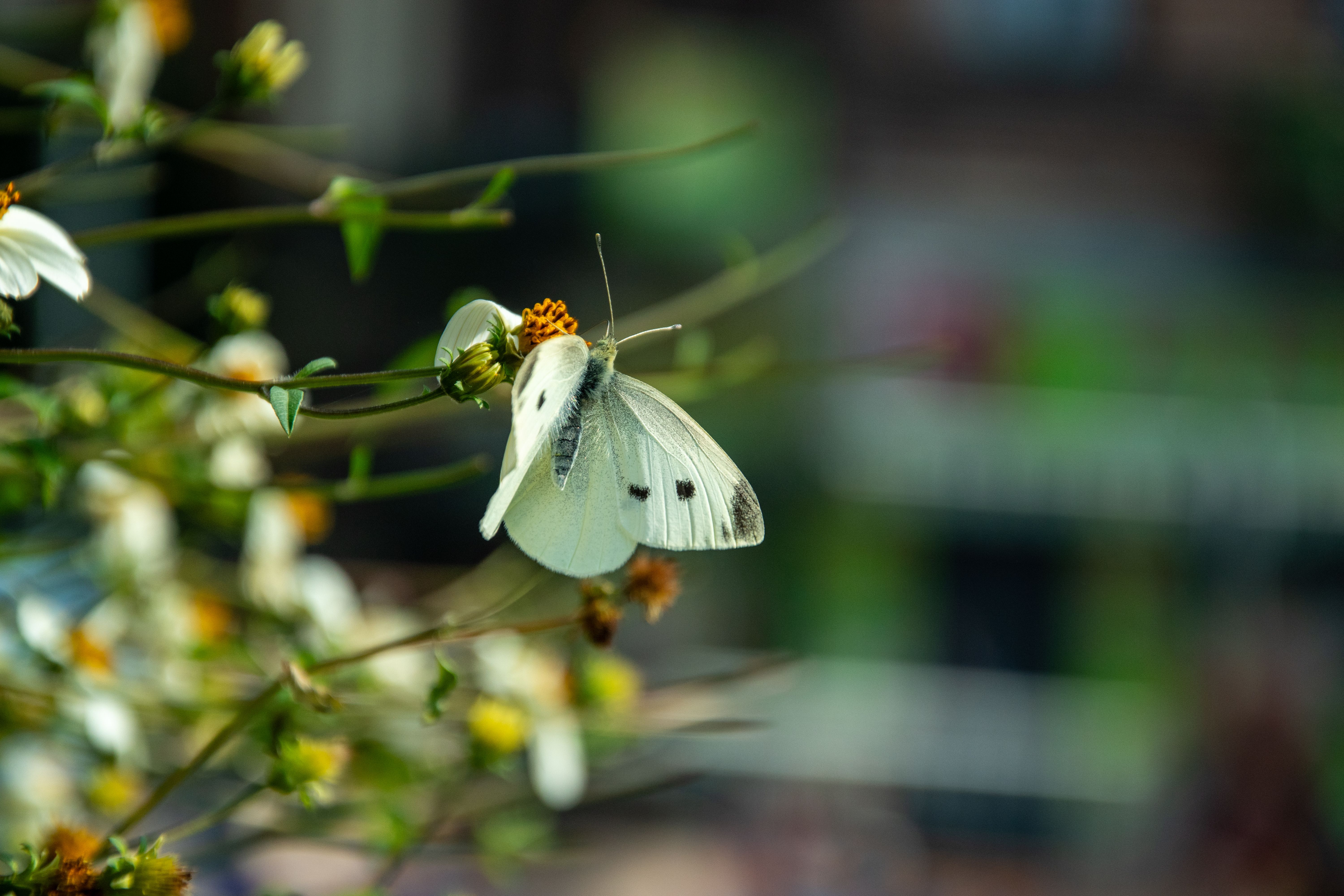 Butterfly effects of climate change
