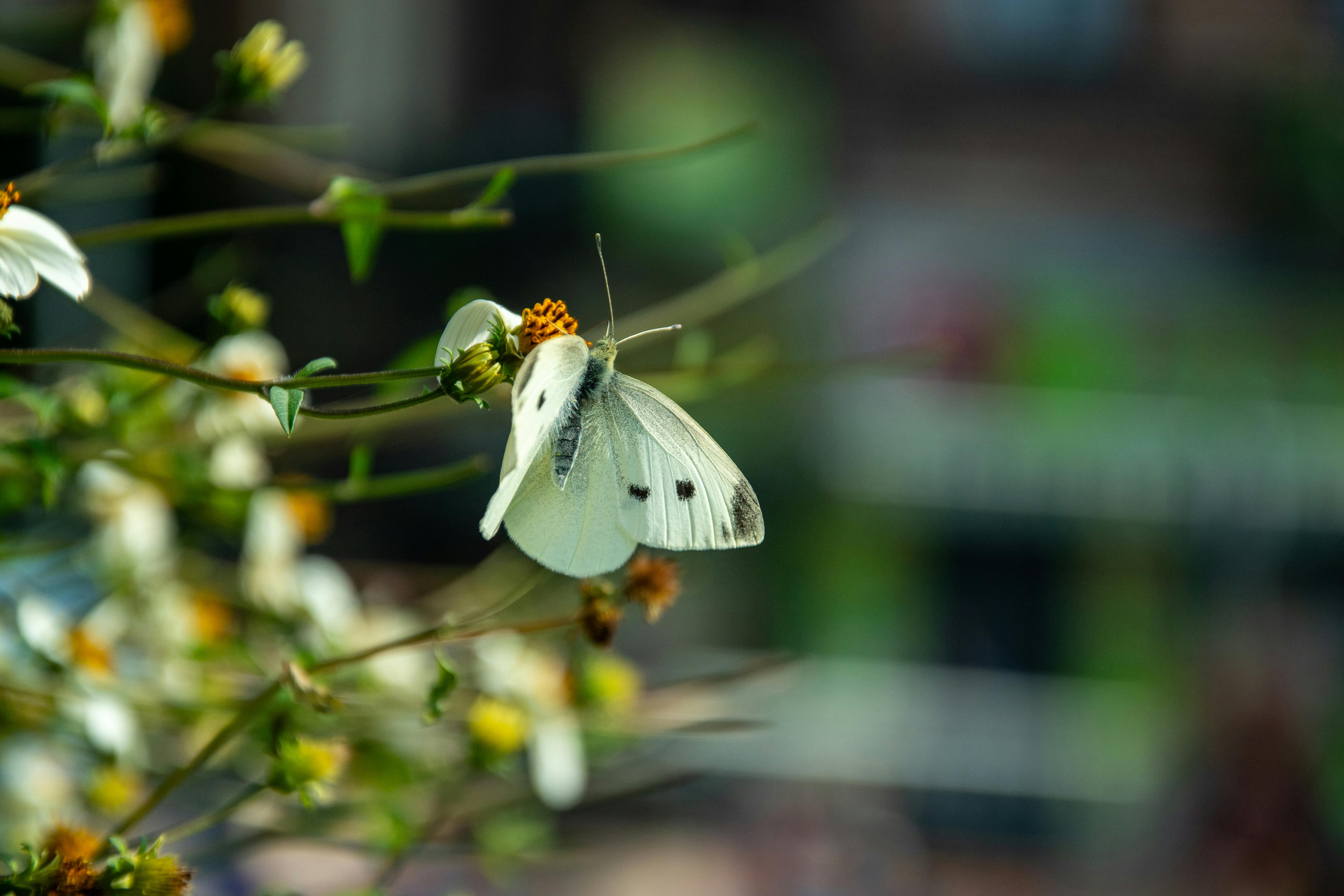Gratis Primo piano di una farfalla bianca posata su un fiore ad Anderlecht, Bruxelles. Foto a disposizione