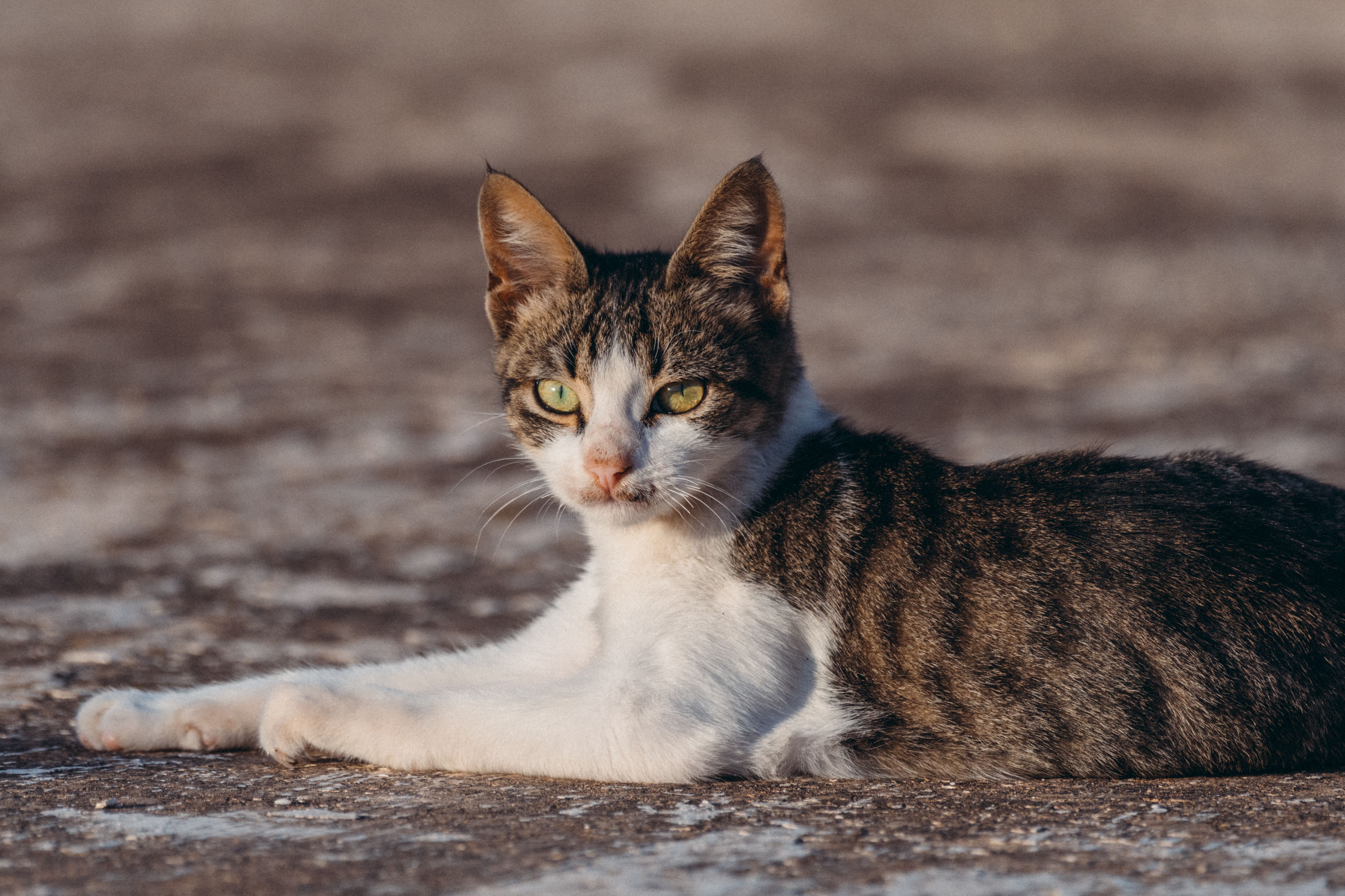 Veterinary care for a cat