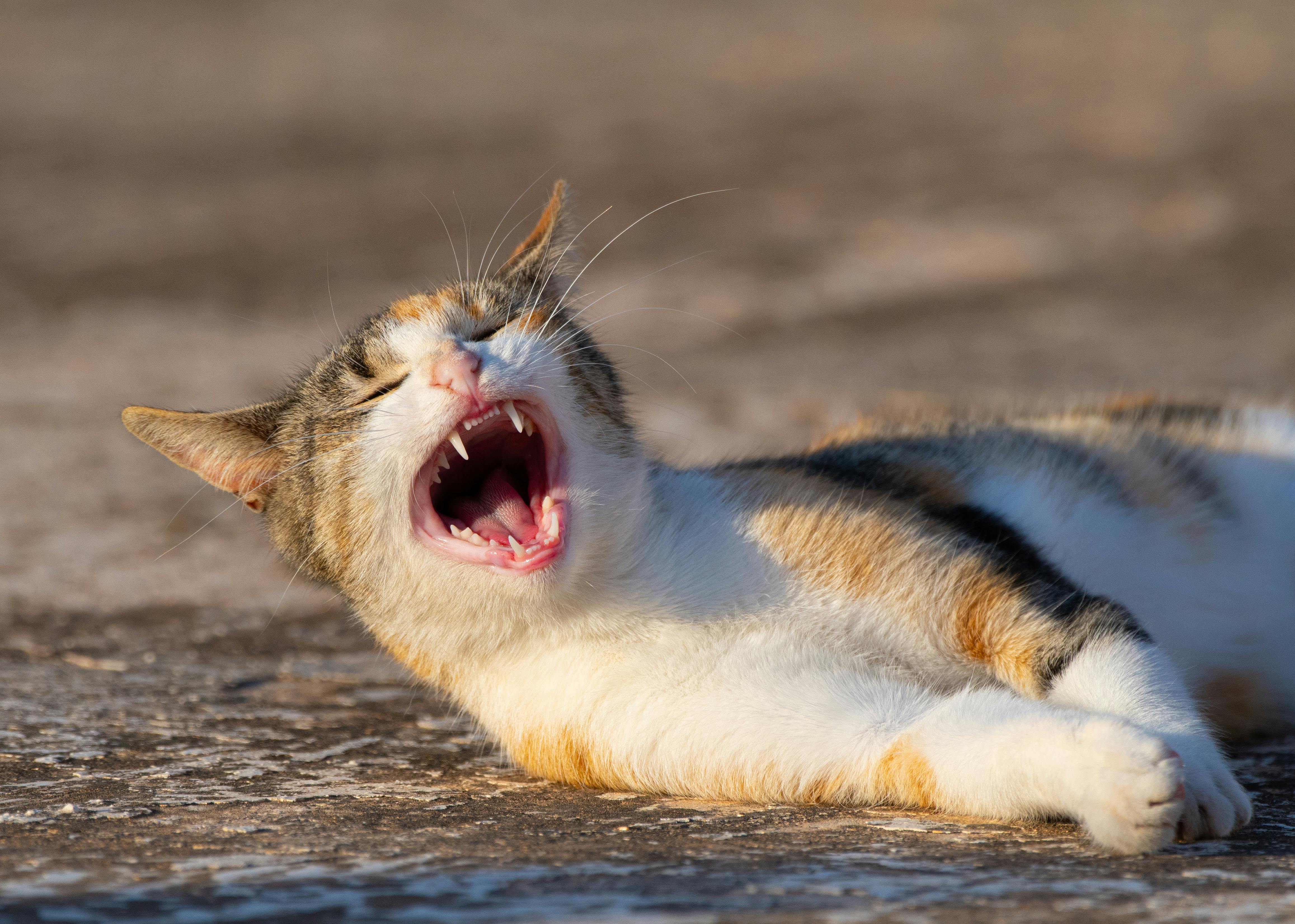 Pet Oral Health Supplements Surge as Clinical Evidence Strengthens Category — Photo by Mahmoud Yahyaoui on Pexels