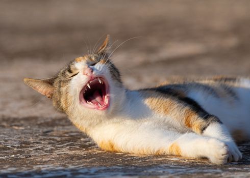 健康猫咪牙齿与患有严重牙结石的猫咪牙齿对比图