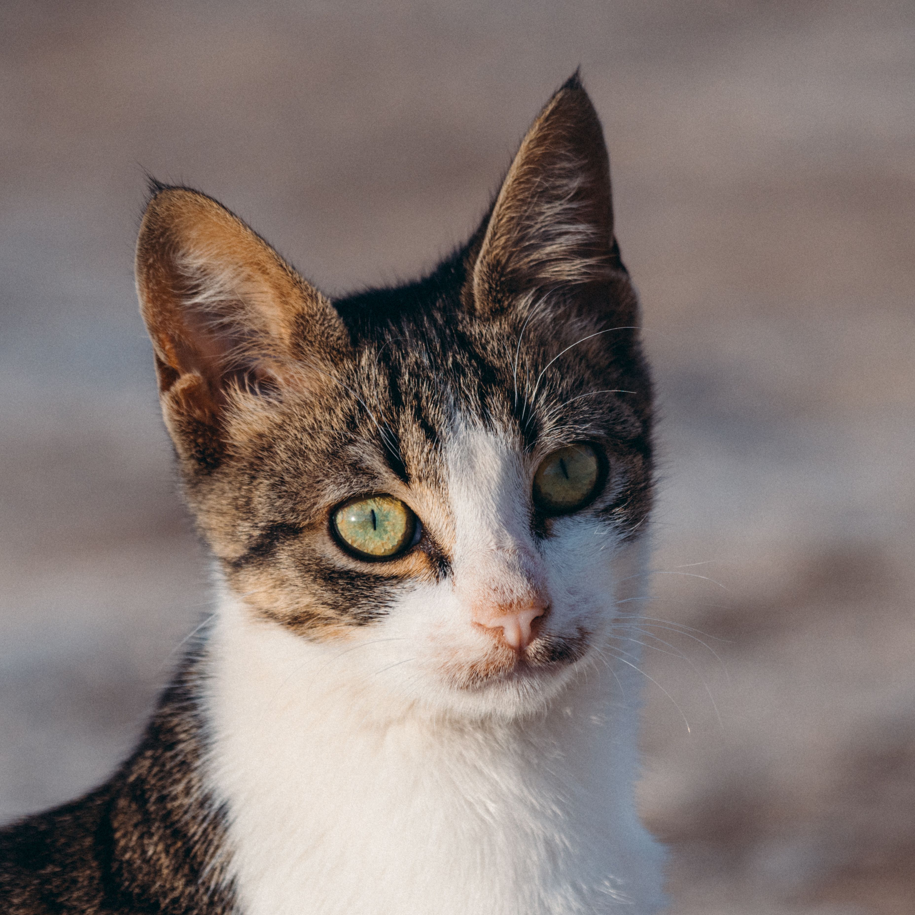 Close-up Portrait of a Tabby Cat Outdoors · Free Stock Photo