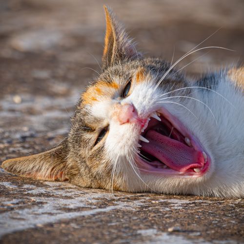 Free Close-up of a yawning cat lying on a sunlit ground, showcasing its open mouth and teeth. Stock Photo