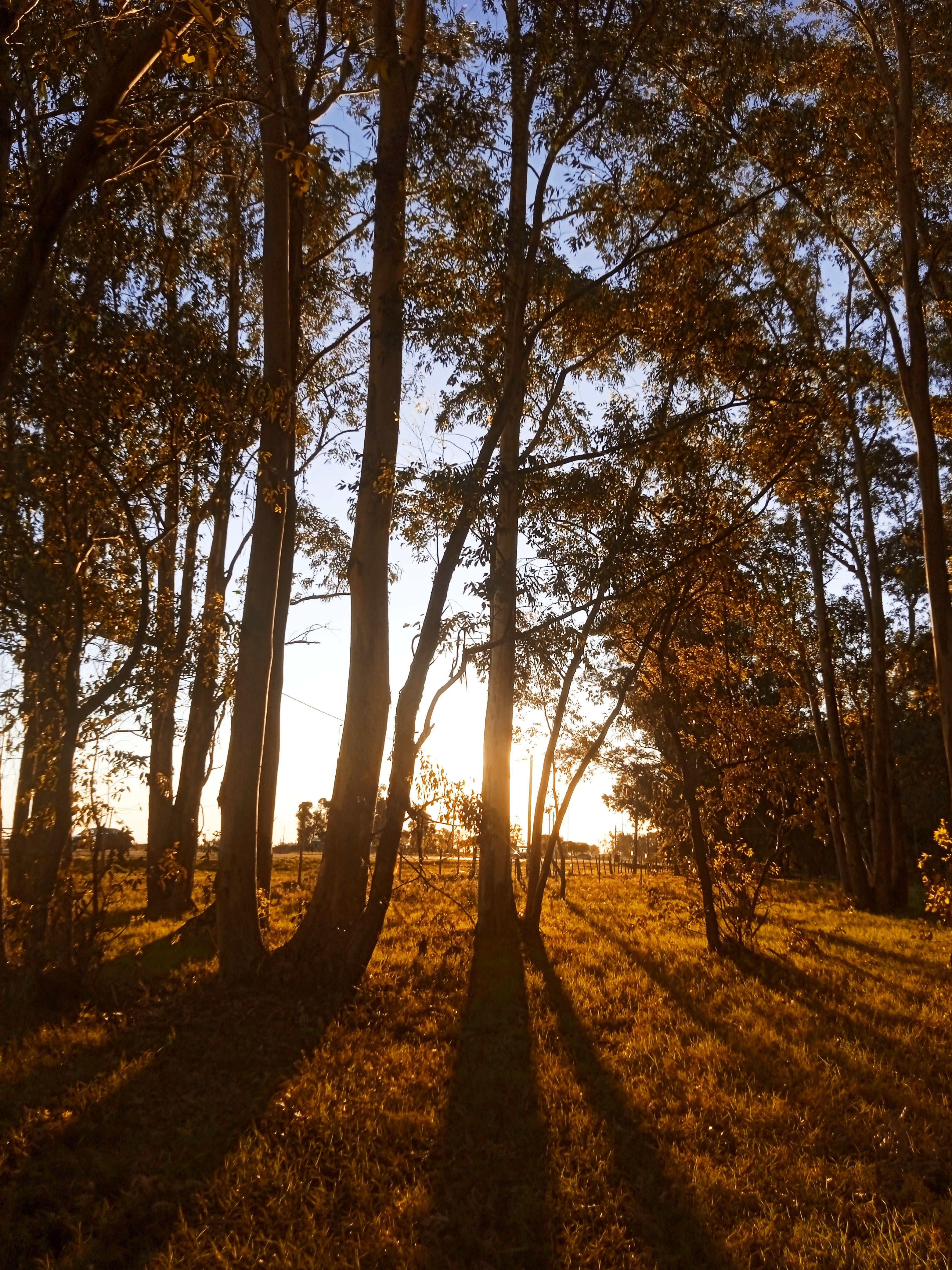 Serene forest landscape with sunlight filtering through autumn trees, creating long shadows.