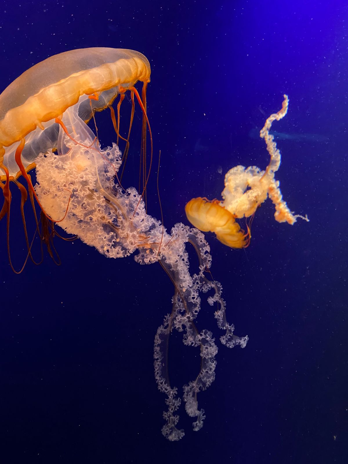 Close-up of Jellyfish in the Sea · Free Stock Photo