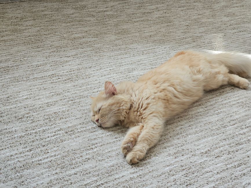 A fluffy beige cat sleeps peacefully on a sunlit carpet indoors.