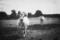 好的，我会遵循您的指示进行文本的优化