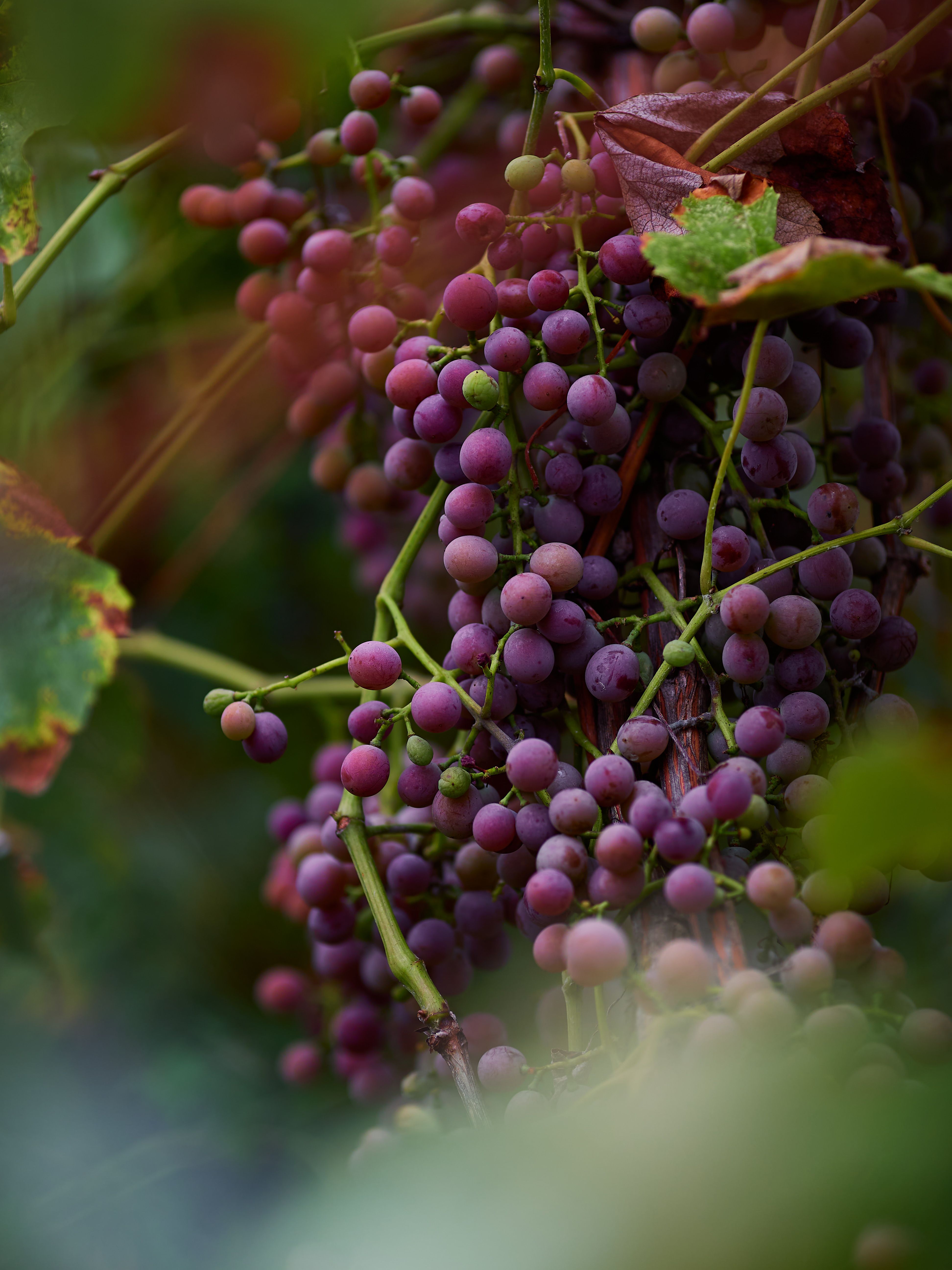 Vivid close-up of ripe red grapes on a vine during autumn, showcasing natural beauty.