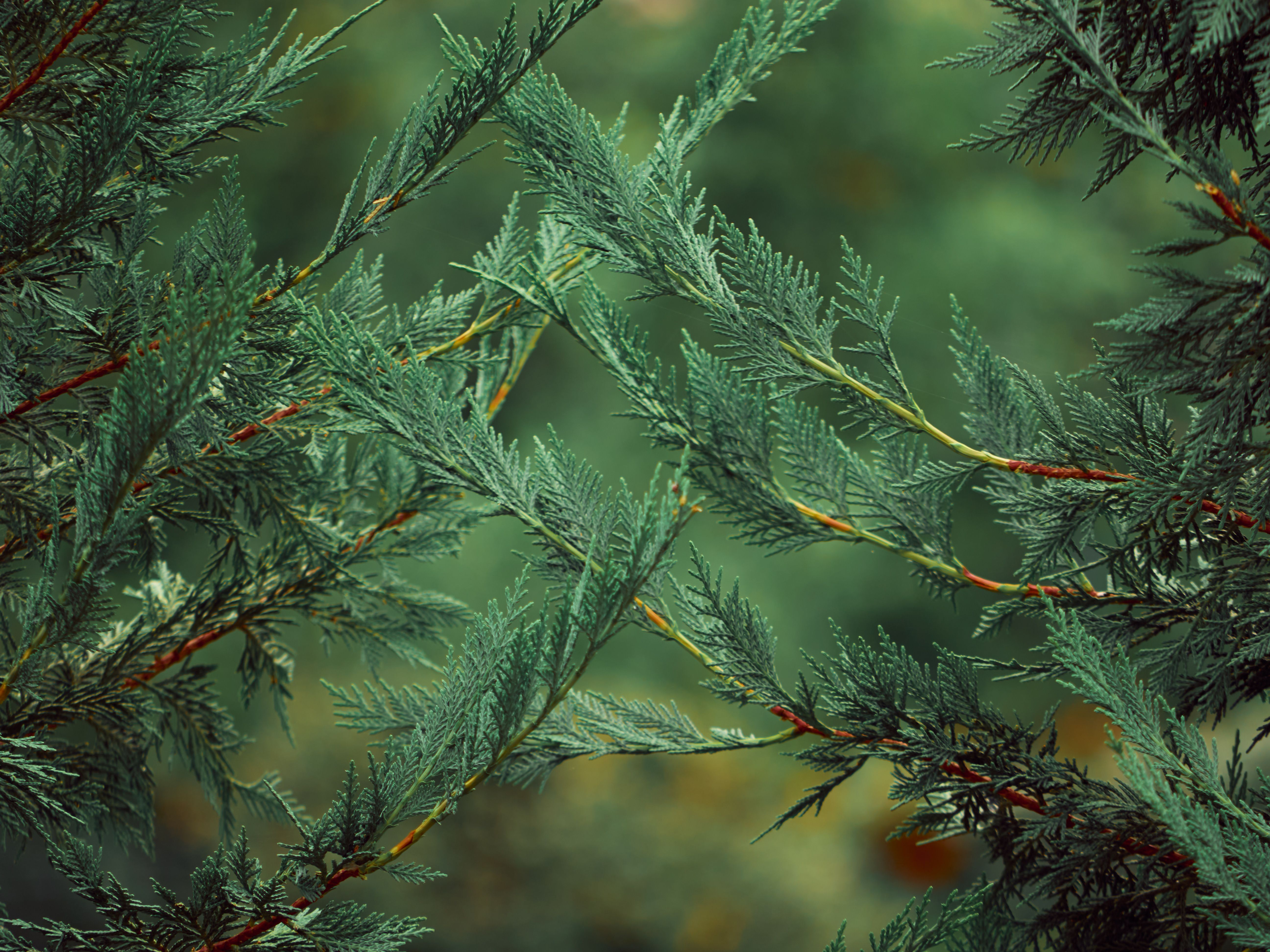 Close-up of evergreen conifer branches — identifying dead limbs during pine tree trimming in Surrey BC